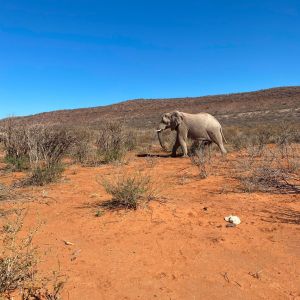 Safaris 2024 (4).jpg