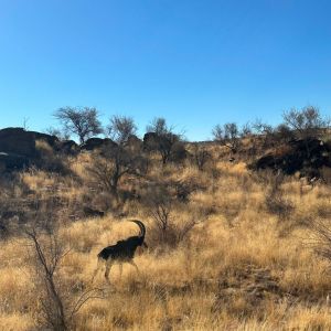 Safaris 2024 (23).jpg