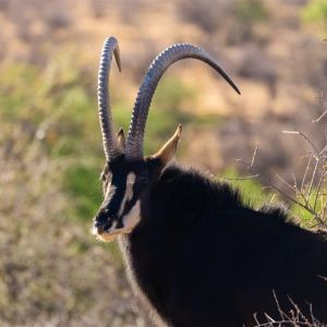 Jagen in Namibia (1).jpg